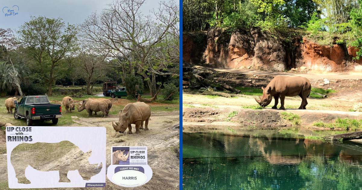 Up Close with Rhinos Tour at Disney’s Animal Kingdom