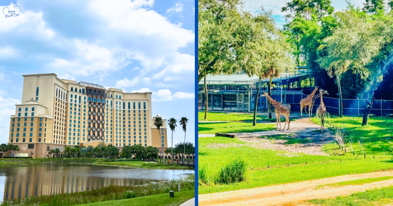 Featured Animal Kingdom Resort Area at Walt Disney World