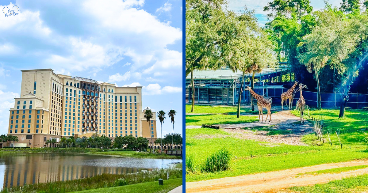 Animal Kingdom Area Resorts at Walt Disney World